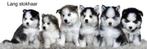 Gezonde Pomsky pups , mini Husky, blue eyes, Health Breeding, Dieren en Toebehoren, Honden | Poolhonden, Keeshonden en Oertypen