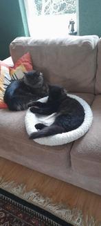 Noorse boskat kittens tekoop (Poes), Poes, Gechipt, 0 tot 2 jaar