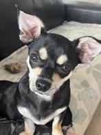 heel mooie chihuahua, Dieren en Toebehoren, Honden | Chihuahua's en Gezelschapshonden, 15 weken tot 1 jaar, Reu, Eén hond, Chihuahua