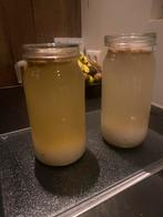 Waterkefir korrels, Ophalen