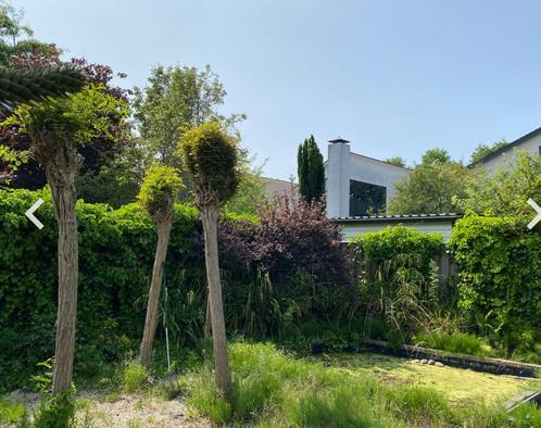 Hedera - Klimop laten verwijderen, Tuin en Terras, Planten | Struiken en Hagen, Overige soorten, 100 tot 250 cm, Ophalen of Verzenden
