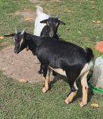 Dwerg geitjes, Dieren en Toebehoren, Schapen, Geiten en Varkens, Meerdere dieren, Geit