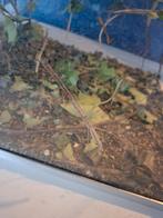 wandeldende takken, Dieren en Toebehoren, Insecten en Spinnen, Wandelende tak