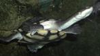 Gezocht....... Slangenhalsschildpadden, Dieren en Toebehoren, Reptielen en Amfibieën, Schildpad, 0 tot 2 jaar