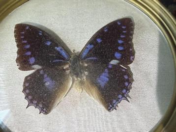 Charaxes Ameliae. Vleugelwijdte 8 cm. beschikbaar voor biedingen