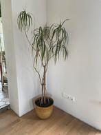 Grote Dracaena met pot, Huis en Inrichting, Kamerplanten, Overige soorten, 150 tot 200 cm, Halfschaduw, In pot