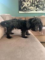 Mooi mix pup klein zwart, 15 weken tot 1 jaar, Reu, Rabiës (hondsdolheid), Eén hond