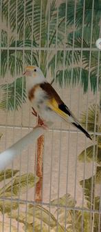 te koop major putter engelheed man van 2024, Dieren en Toebehoren