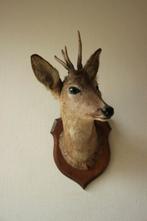 Taxidermie Opgezette Reeënkop met gewei, Ophalen of Verzenden, Zo goed als nieuw, Hert, Gewei of Kop