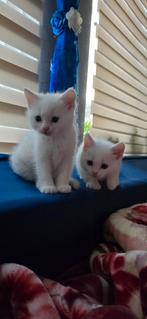 Twee lieve kittens te koop in Joure
