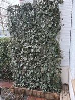 kant en klaar haag hedera helix 120x200 en 60x200, Ophalen, Vaste plant, Bloeit niet, Halfschaduw