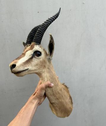 Afrikaanse gazelle -taxidermie beschikbaar voor biedingen