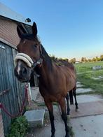 Opzoek naar 5 sterren huisje!, Dieren en Toebehoren, Stalling en Weidegang, Stalling, 2 of 3 paarden of pony's