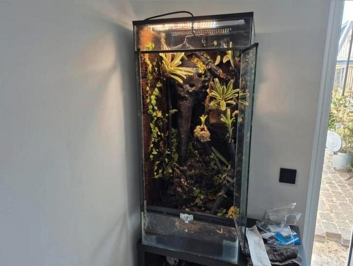 Terrarium/paladarium hele mooie bak!, Dieren en Toebehoren, Reptielen en Amfibieën, Amfibie, 0 tot 2 jaar, Met terrarium