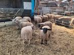 Te Koop Ooi en Ram lammeren geboren maart / april, Dieren en Toebehoren, Schapen, Geiten en Varkens, Meerdere dieren, Schaap, 0 tot 2 jaar