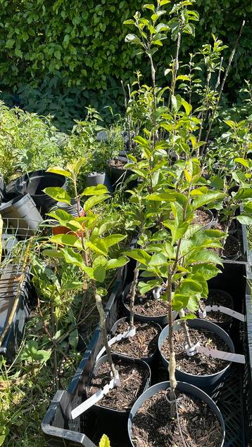 Voedselbos plantjes  beschikbaar voor biedingen