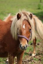 1 shetlandpony ,, Dieren en Toebehoren, Merrie, Niet van toepassing, 0 tot 2 jaar, A pony (tot 1.17m)