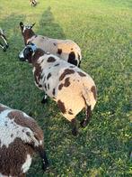 Bonte dekrammen, Dieren en Toebehoren, Mannelijk, Schaap