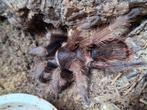 Vogelspin, Dieren en Toebehoren
