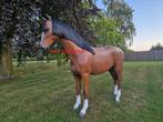 Ware groot paard of pony, Verzenden, Nieuw, Kunststof, Dierenbeeld