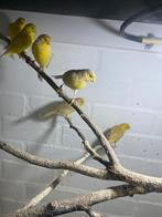 Kanarie vogels, Dieren en Toebehoren, Vogels | Kanaries, Meerdere dieren, Kleurkanarie