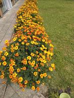 Biologische Afrikaantjes Dubbelbloemig - 500 Zaden, Tuin en Terras, Planten | Tuinplanten, Ophalen of Verzenden, Zomer, Eenjarig