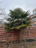 Prachtige grote palmboom ruim 3 meter hoog – zelf uitgraven, Volle zon, Ophalen of Verzenden, 100 tot 250 cm, Zomer