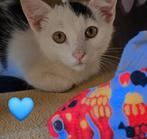 Kitten kruising Turkse Van kat., Dieren en Toebehoren, Kater, Ontwormd, 0 tot 2 jaar