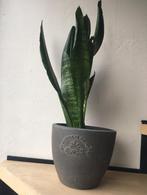 Vintage bloempotten met bio kamerplanten, Rond, Binnen, Ophalen of Verzenden, Zo goed als nieuw