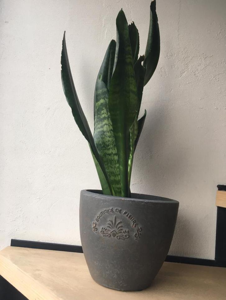 Vintage bloempotten met bio kamerplanten, Tuin en Terras, Bloempotten, Zo goed als nieuw, Terracotta, Binnen, Minder dan 40 cm