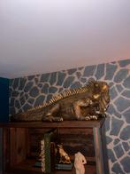 Goud hagendis beeld, Ophalen, Dier