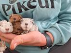 Doorlopend jonge cavia's., Dieren en Toebehoren, Cavia, December, Meerdere dieren, Tam