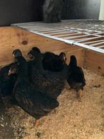 Barnevelder hennen dubbelgezoomd groot ras, Dieren en Toebehoren, Vrouwelijk