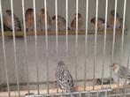 Kanaries mannen en poppen. Oranje rood., Dieren en Toebehoren, Vogels | Kanaries, Meerdere dieren, Kleurkanarie