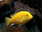 Malawi cichlide Labidochromis caeruleus Yellow, Vis, Zoetwatervis, Schoolvis