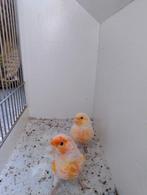 Koppel Harlekijn kanaries, Dieren en Toebehoren, Vogels | Kanaries, Meerdere dieren, Kleurkanarie