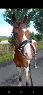 Leuke D pony, Gechipt, B, Ruin, Dressuurpony