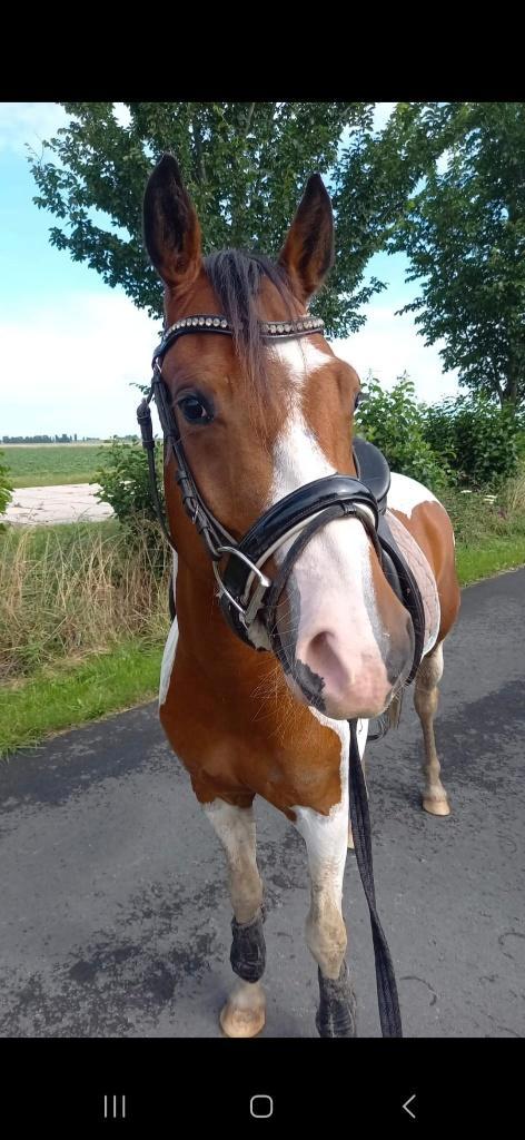 Leuke D pony, Dieren en Toebehoren, Pony's, Ruin, B, D pony (1.37m tot 1.48m), Dressuurpony, 7 tot 10 jaar, Gechipt, Ontwormd