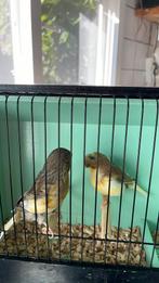 Koppel overjarige glosters, Dieren en Toebehoren, Meerdere dieren, Postuurkanarie