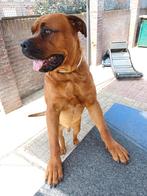 Boerboel rottweiler dekreu, Reu, Eén hond, 3 tot 5 jaar, Nederland