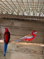 1-0 wildkleur pennant.  Ovj, Dieren en Toebehoren, Vogels | Parkieten en Papegaaien, Mannelijk, Parkiet