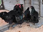 Jersey giant haan met 2 hennen, Dieren en Toebehoren, Meerdere dieren, Kip