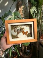 Opgezette vlinders in 3D lijst, Verzamelen, Dierenverzamelingen, Ophalen of Verzenden, Zo goed als nieuw, Insect, Opgezet dier