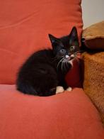Britse korthaar kitten, Dieren en Toebehoren, Meerdere dieren, Kortharig, 0 tot 2 jaar