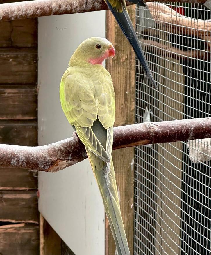 Princess of wales parkiet, Dieren en Toebehoren, Vogels | Parkieten en Papegaaien, Parkiet, Mannelijk