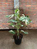 Monstera Deliciosa variegata 21 cm. pot, Huis en Inrichting, Kamerplanten, Overige soorten, Minder dan 100 cm, Halfschaduw, In pot