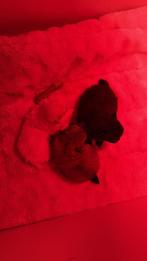 Pomeriaan pups 3 stuks, Dieren en Toebehoren, Rabiës (hondsdolheid), Overige rassen, 8 tot 15 weken, Meerdere