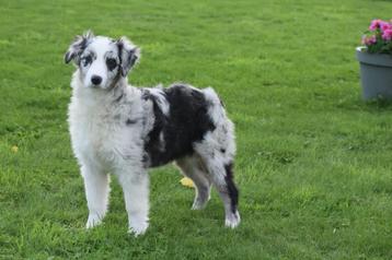 Australiche herder pups aussi shephert beschikbaar voor biedingen