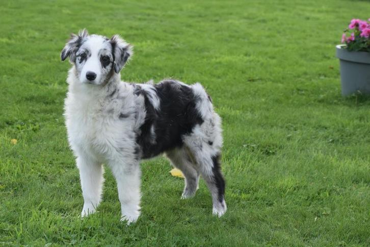 Australiche herder pups aussi shephert, Dieren en Toebehoren, Honden | Herdershonden en Veedrijvers, Meerdere dieren, Herder, Fokker | Professioneel