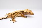 Wimpergekko/Crested Gecko/Correlophus Ciliatus, Dieren en Toebehoren, Reptielen en Amfibieën, Hagedis, Tam, 0 tot 2 jaar